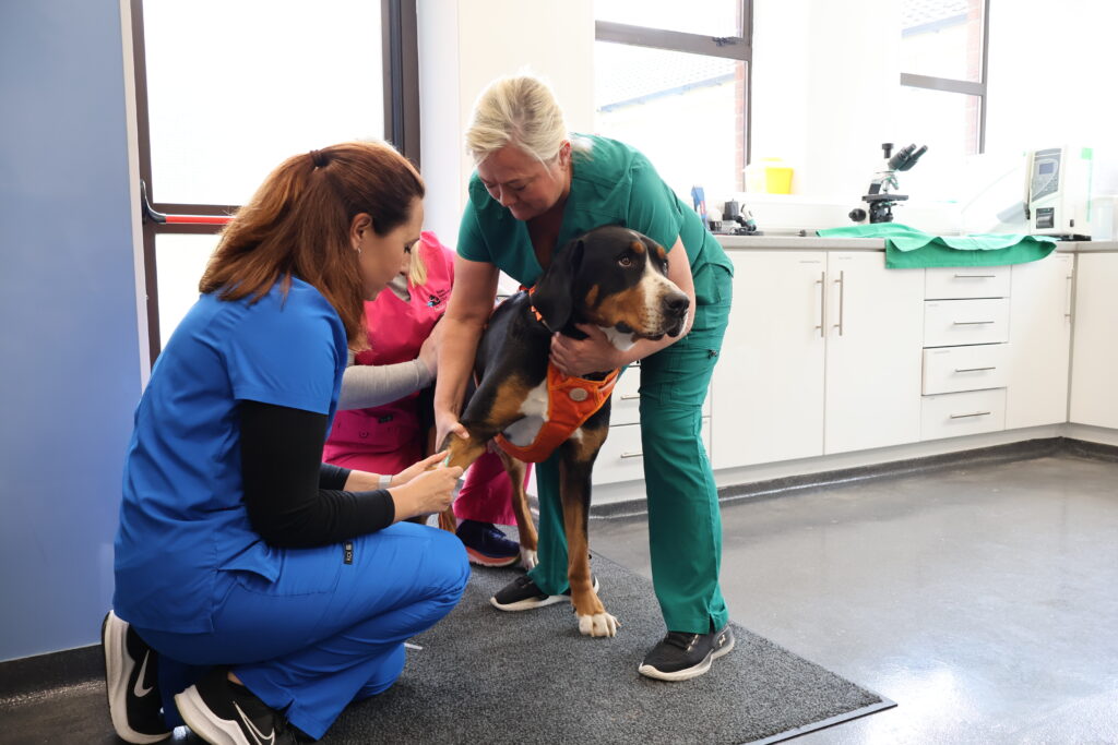 Vet Services In Kildare